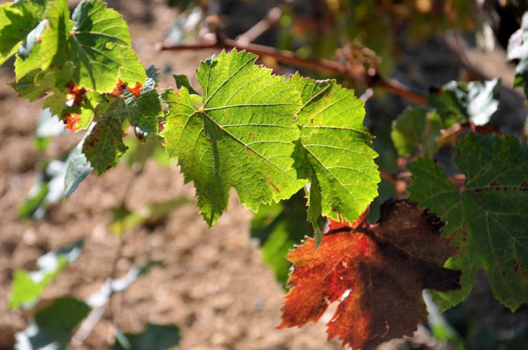 Feuille de vigne