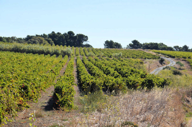 Vignes du domaine de Saliès