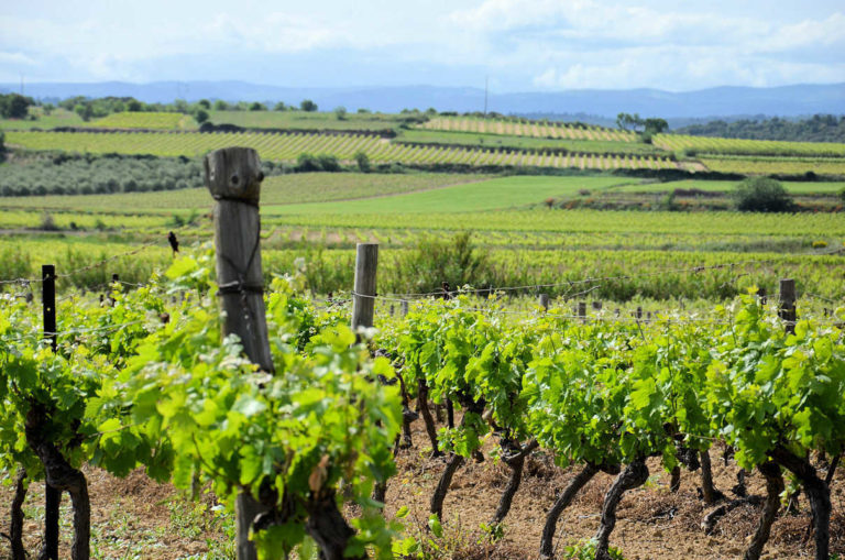 Le domaine de Saliès