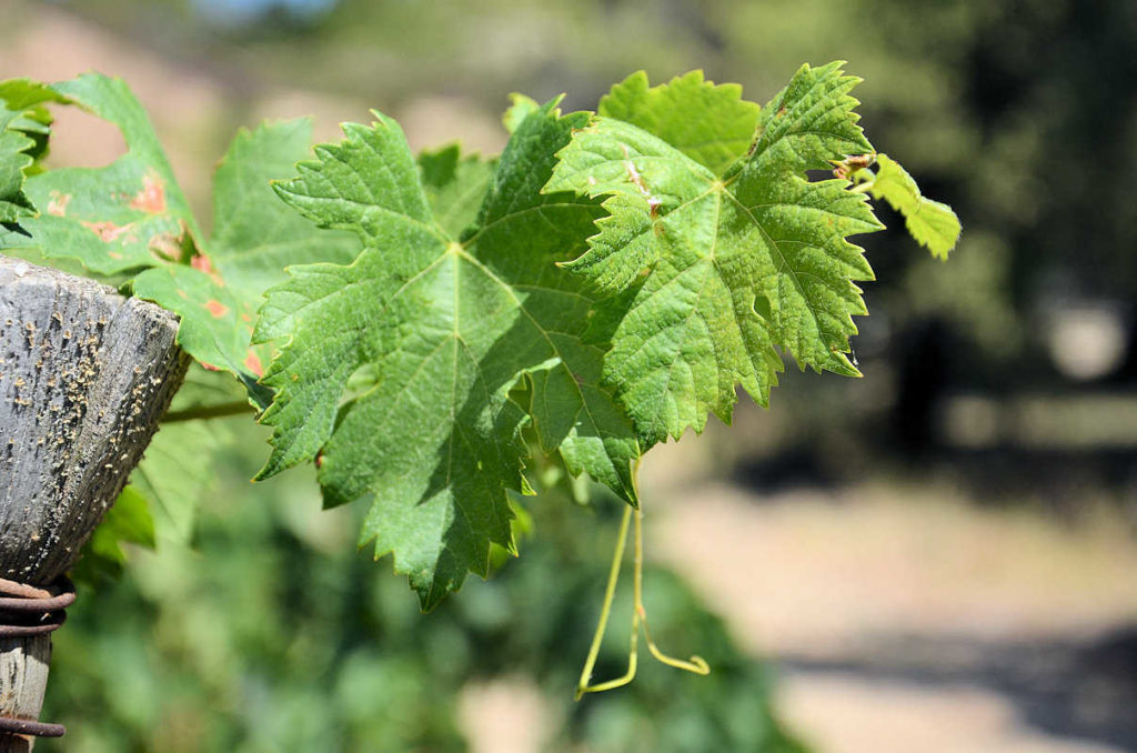 Feuille de vigne