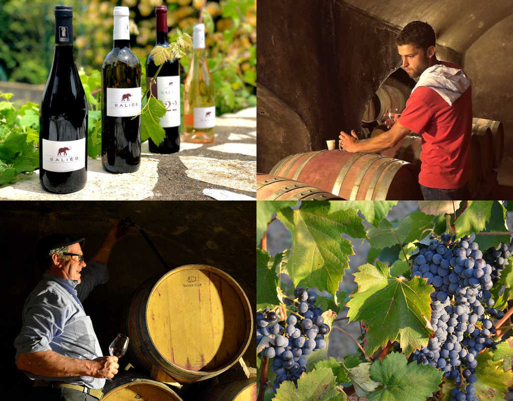Activités viticoles domaine de Saliès