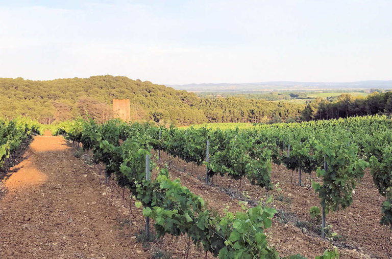 Vigne domaine de Saliès