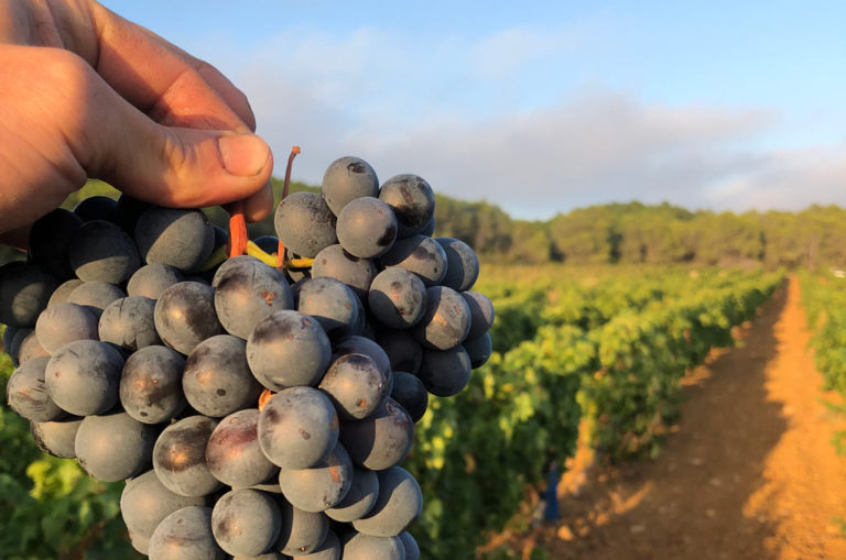 vigne-grape-raisin-domaine-de-salies