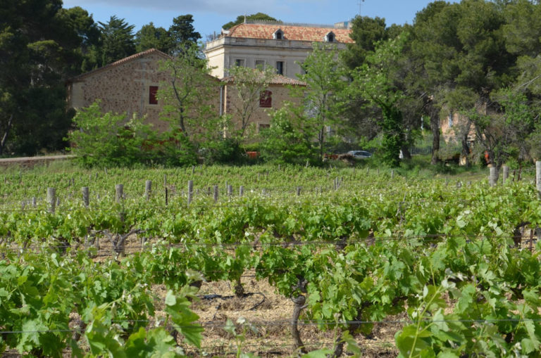 vue-vignes-domaine-de-salies