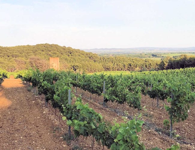 Vigne domaine de Saliès