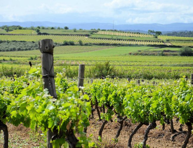 Le domaine de Saliès