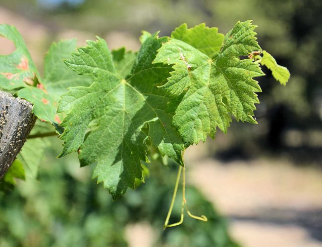 Feuille de vigne