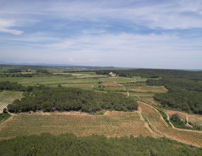 domaine-salies-vignes